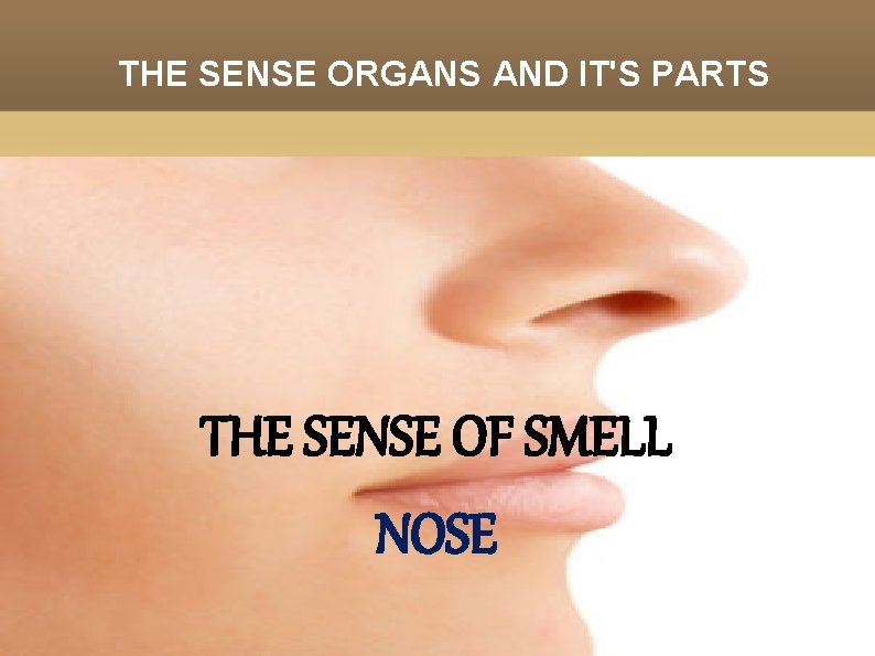 THE SENSE ORGANS AND IT'S PARTS THE SENSE OF SMELL NOSE 