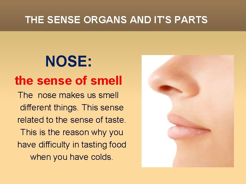 THE SENSE ORGANS AND IT'S PARTS NOSE: the sense of smell The nose makes
