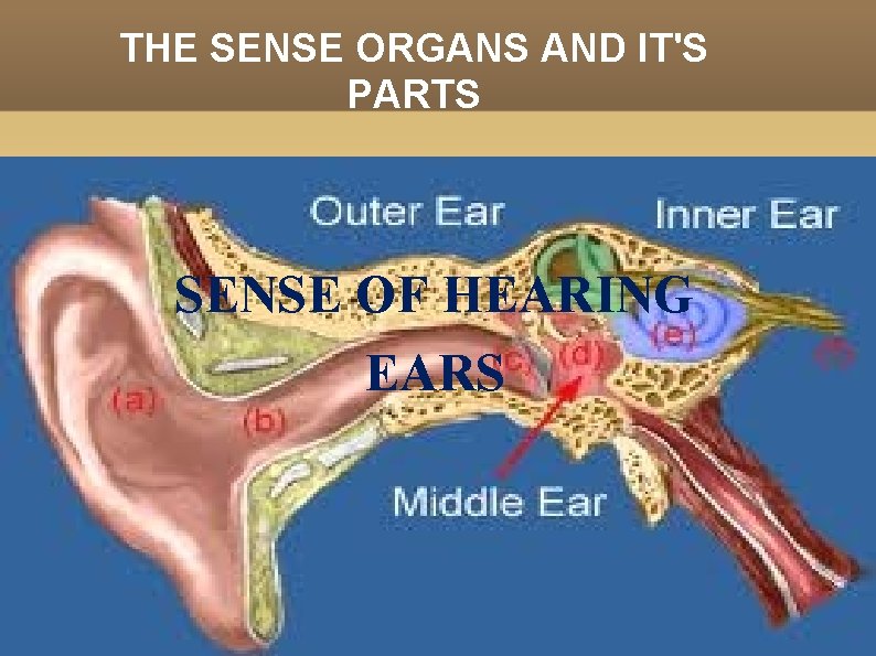 THE SENSE ORGANS AND IT'S PARTS SENSE OF HEARING EARS 