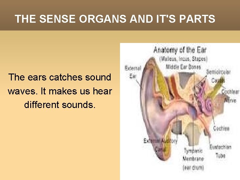 THE SENSE ORGANS AND IT'S PARTS The ears catches sound waves. It makes us