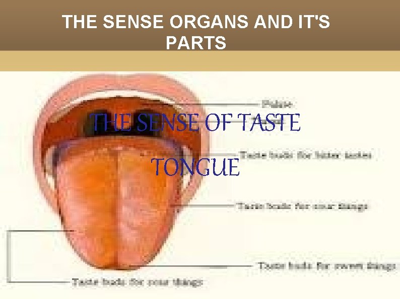 THE SENSE ORGANS AND IT'S PARTS THE SENSE OF TASTE TONGUE 