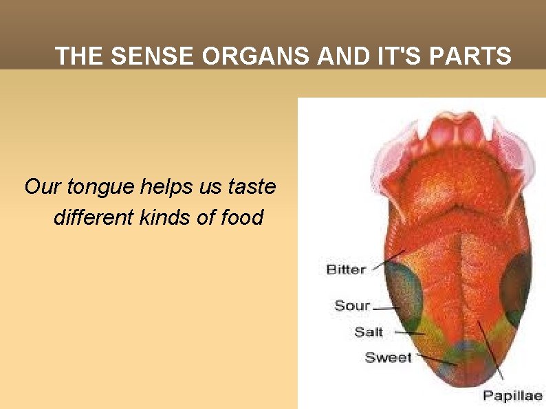 THE SENSE ORGANS AND IT'S PARTS Our tongue helps us taste different kinds of