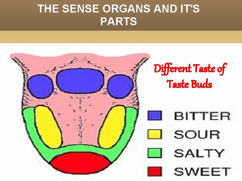 THE SENSE ORGANS AND IT'S PARTS Different Taste of Taste Buds 