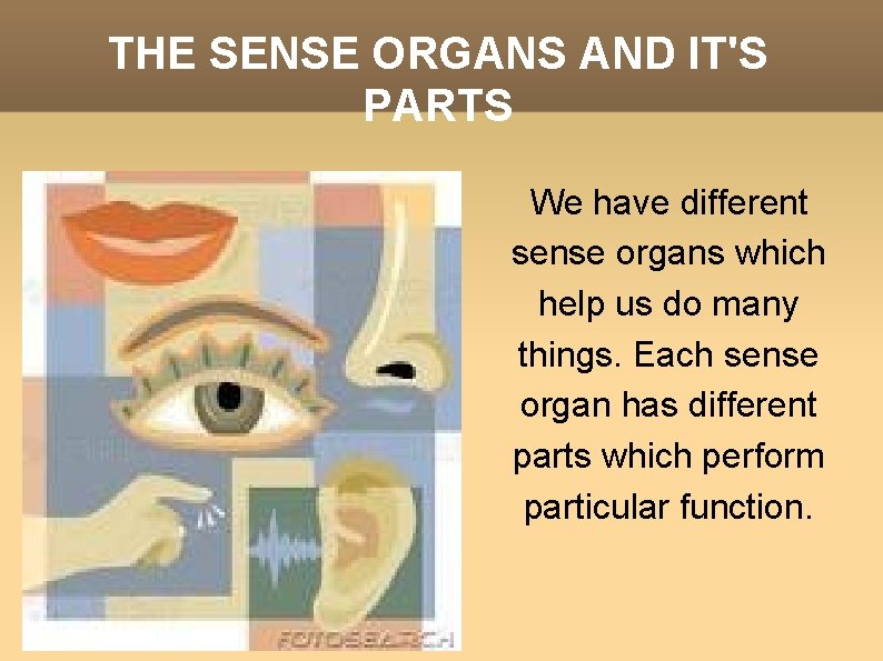 THE SENSE ORGANS AND IT'S PARTS We have different sense organs which help us