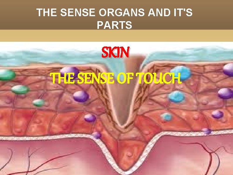 THE SENSE ORGANS AND IT'S PARTS SKIN THE SENSE OF TOUCH 