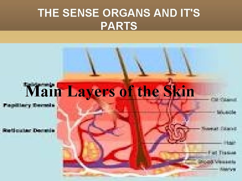 THE SENSE ORGANS AND IT'S PARTS Main Layers of the Skin 