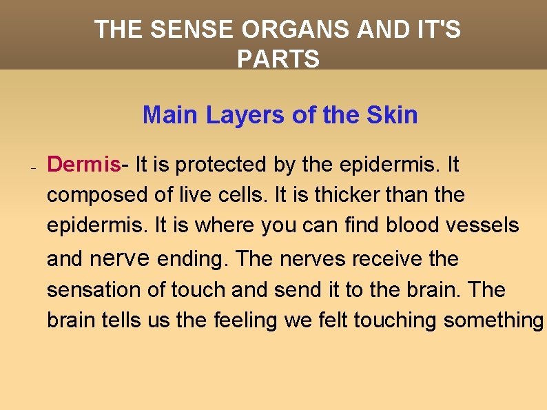THE SENSE ORGANS AND IT'S PARTS Main Layers of the Skin Dermis- It is