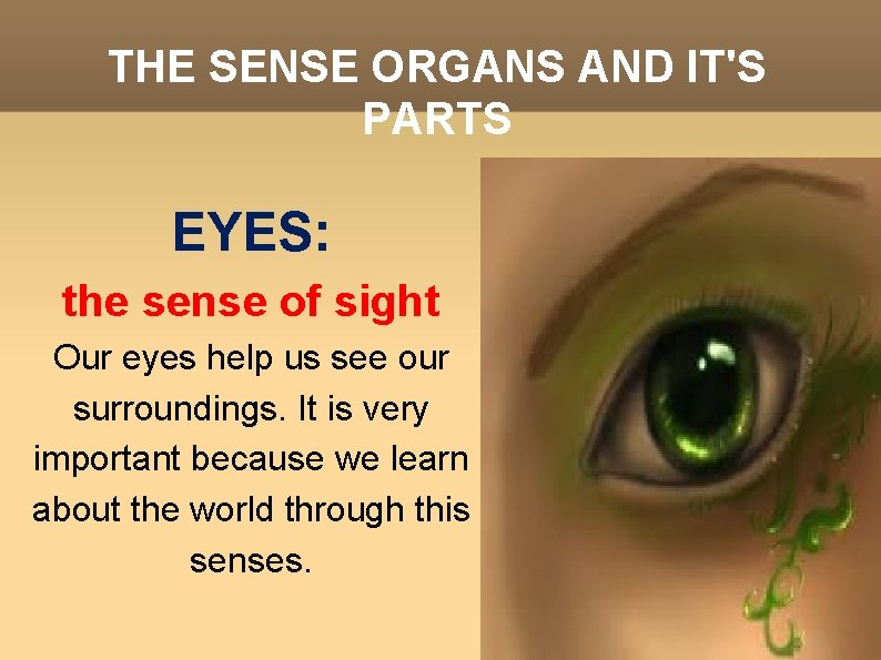 THE SENSE ORGANS AND IT'S PARTS EYES: the sense of sight Our eyes help