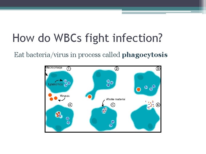 How do WBCs fight infection? Eat bacteria/virus in process called phagocytosis 