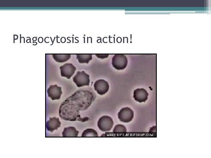 Phagocytosis in action! 