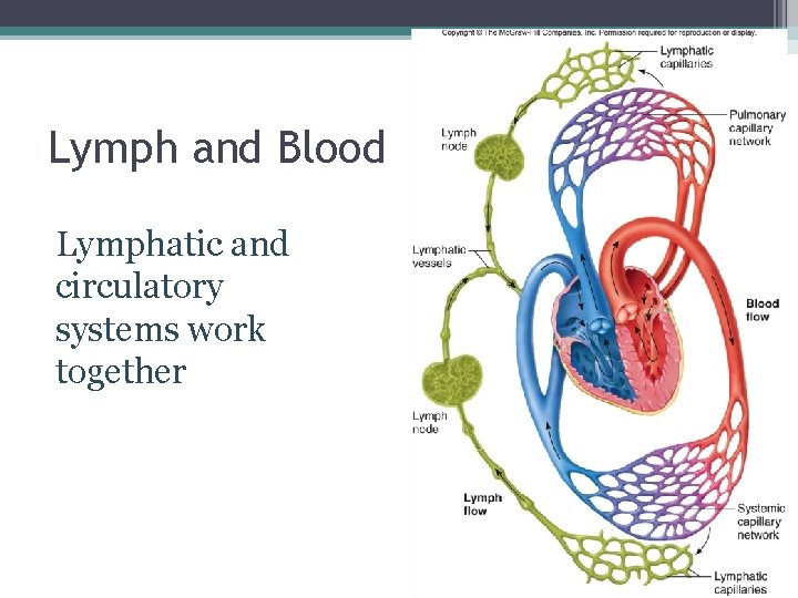 Lymph and Blood Lymphatic and circulatory systems work together 