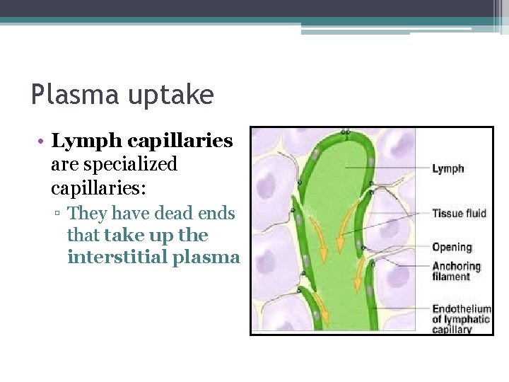 Plasma uptake • Lymph capillaries are specialized capillaries: ▫ They have dead ends that