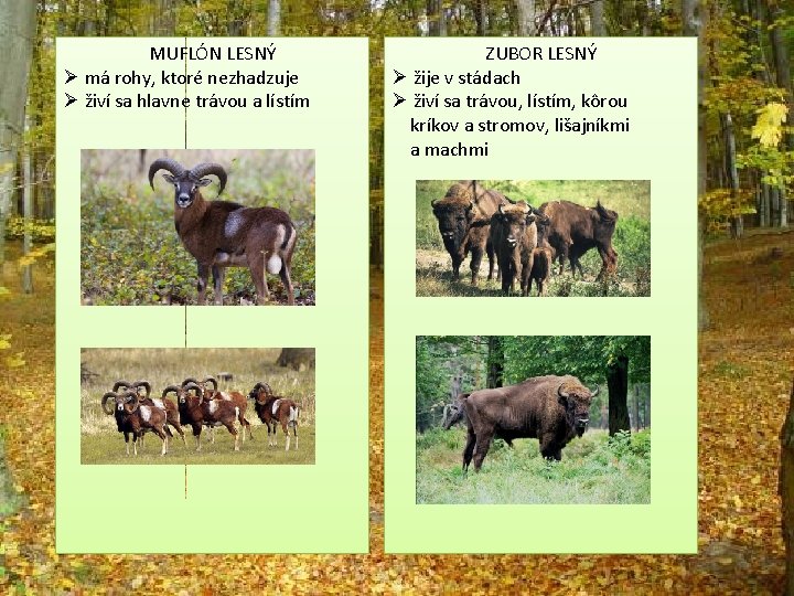 MUFLÓN LESNÝ Ø má rohy, ktoré nezhadzuje Ø živí sa hlavne trávou a lístím