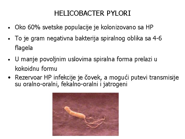 HELICOBACTER PYLORI • Oko 60% svetske populacije je kolonizovano sa HP • To je