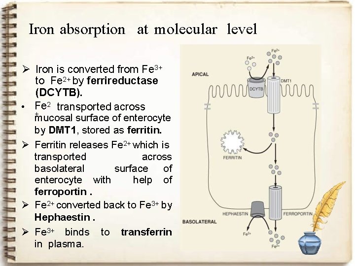 Iron absorption at molecular level Ø Iron is converted from Fe 3+ to Fe