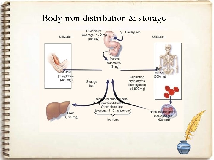 Body iron distribution & storage 