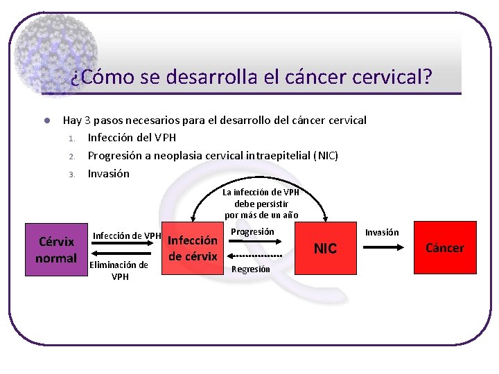 ¿Cómo se desarrolla el cáncer cervical? l Hay 3 pasos necesarios para el desarrollo