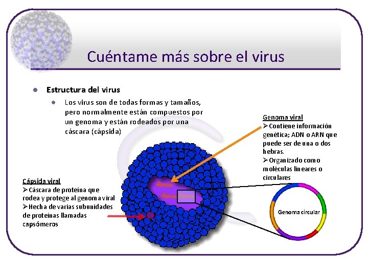 Cuéntame más sobre el virus l Estructura del virus l Los virus son de