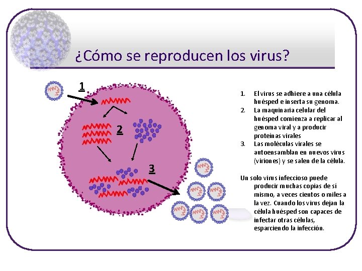 ¿Cómo se reproducen los virus? 1 1. 2. 2 3. 3 El virus se