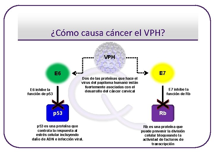 ¿Cómo causa cáncer el VPH? VPH E 7 E 6 Dos de las proteínas