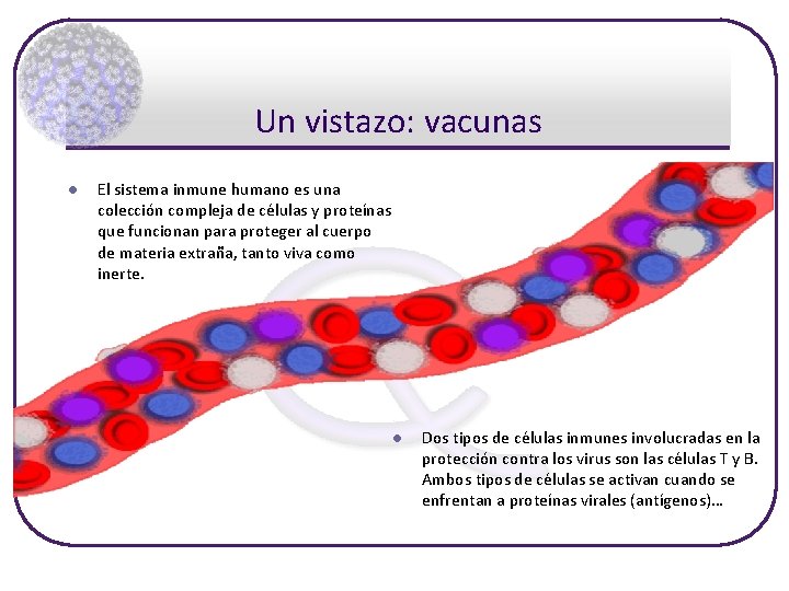 Un vistazo: vacunas l El sistema inmune humano es una colección compleja de células