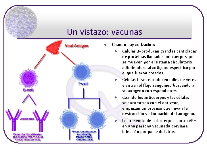 Un vistazo: vacunas l Cuando hay activación: l Células B- producen grandes cantidades de