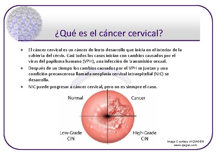 ¿Qué es el cáncer cervical? l l l El cáncer cervical es un cáncer