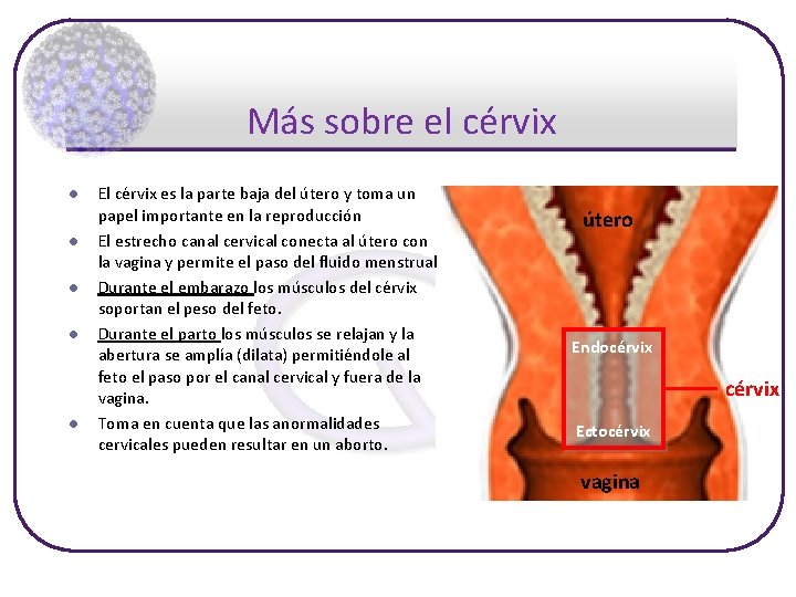 Más sobre el cérvix l l l El cérvix es la parte baja del