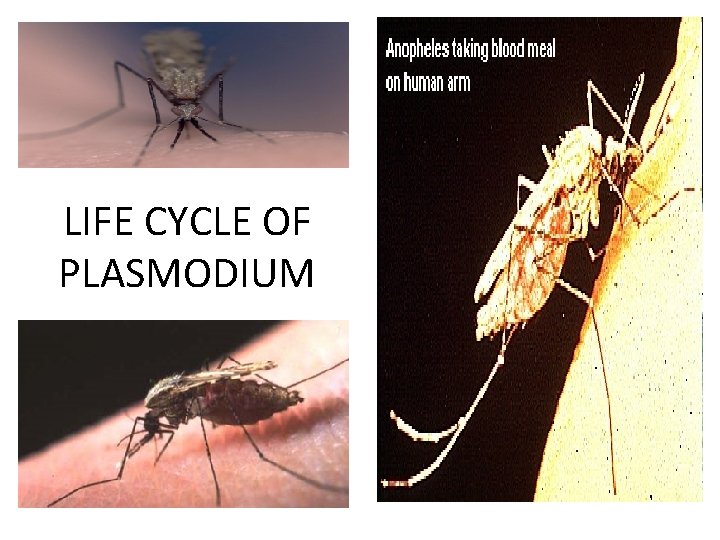 LIFE CYCLE OF PLASMODIUM 