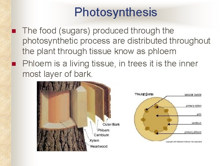 Photosynthesis n n The food (sugars) produced through the photosynthetic process are distributed throughout