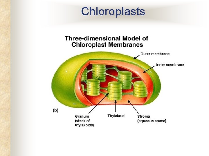 Chloroplasts 