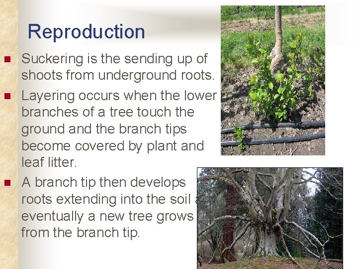 Reproduction n Suckering is the sending up of shoots from underground roots. Layering occurs