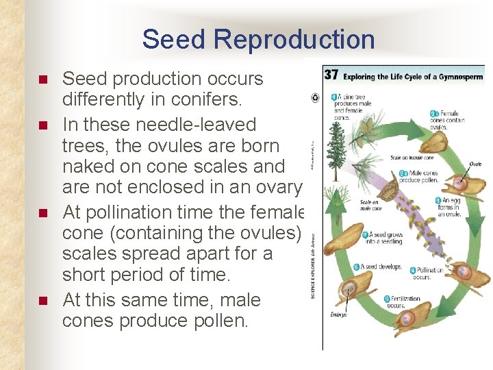 Seed Reproduction n n Seed production occurs differently in conifers. In these needle-leaved trees,