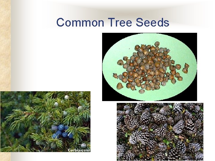 Common Tree Seeds 