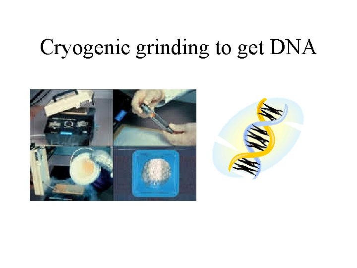 Cryogenic grinding to get DNA 