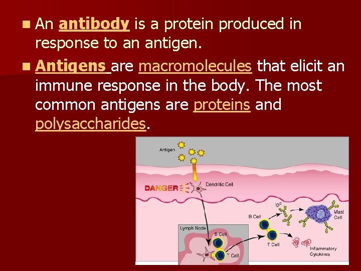 n An antibody is a protein produced in response to an antigen. n Antigens