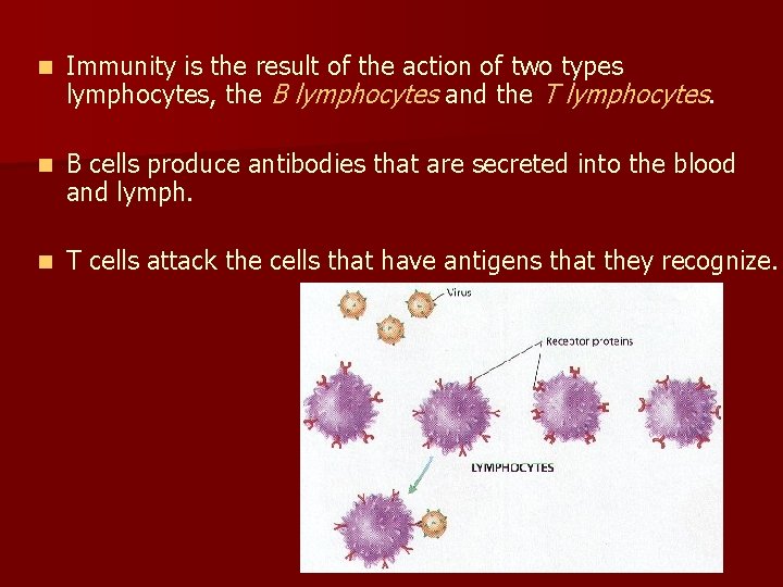 n Immunity is the result of the action of two types lymphocytes, the B