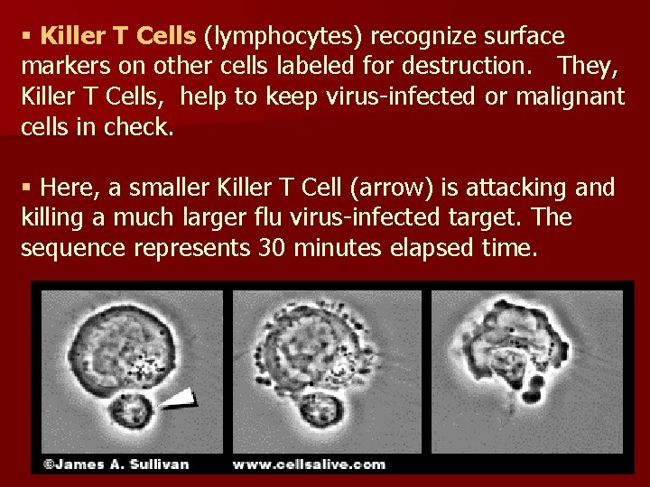 § Killer T Cells (lymphocytes) recognize surface markers on other cells labeled for destruction.