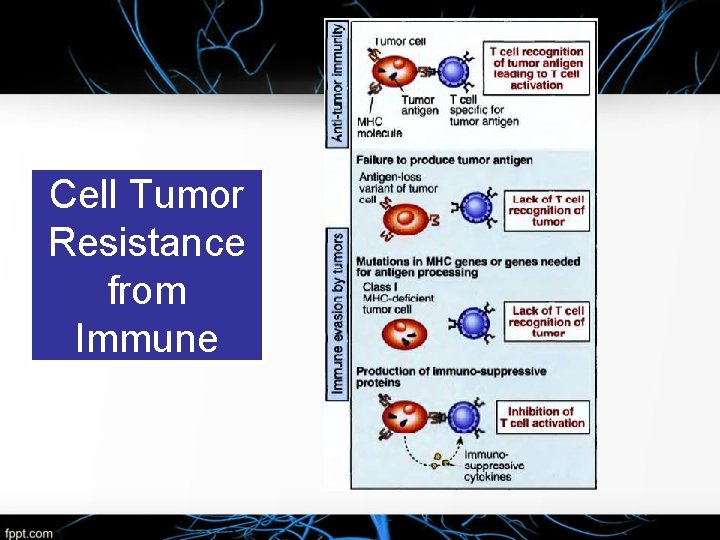 Cell Tumor Resistance from Immune 