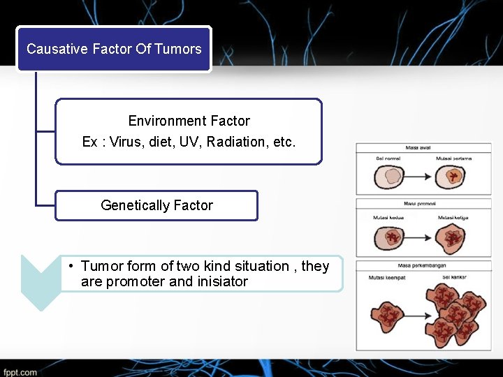 Causative Factor Of Tumors Environment Factor Ex : Virus, diet, UV, Radiation, etc. Genetically