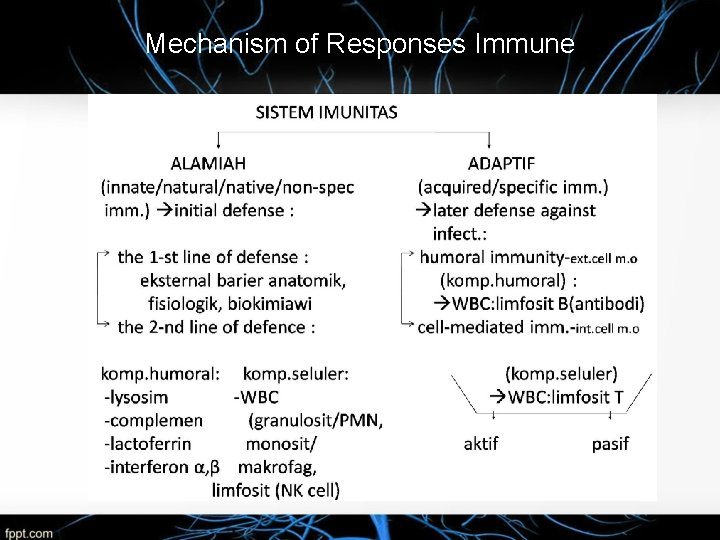 Mechanism of Responses Immune 