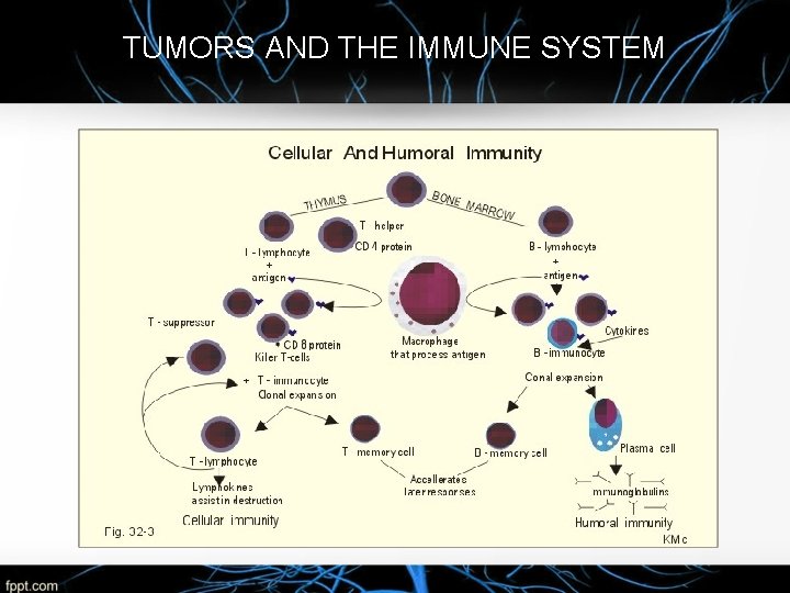 TUMORS AND THE IMMUNE SYSTEM 