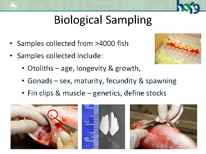 Biological Sampling • Samples collected from >4000 fish • Samples collected include: • Otoliths