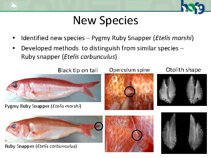 New Species • Identified new species – Pygmy Ruby Snapper (Etelis marshi) • Developed