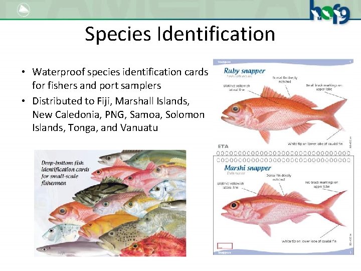 Species Identification • Waterproof species identification cards for fishers and port samplers • Distributed