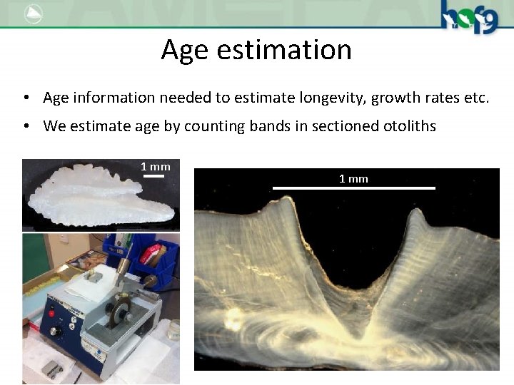 Age estimation • Age information needed to estimate longevity, growth rates etc. • We