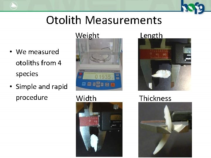 Otolith Measurements Weight Length Width Thickness • We measured otoliths from 4 species •