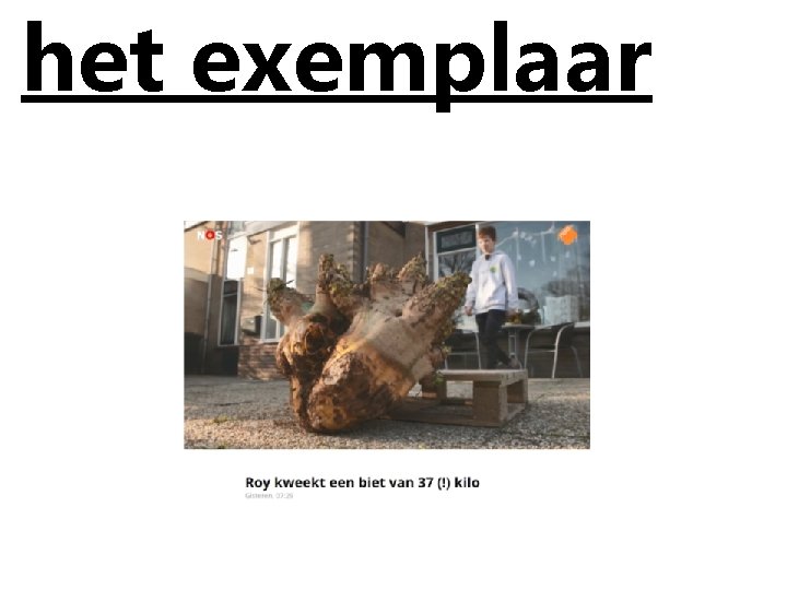 het exemplaar 