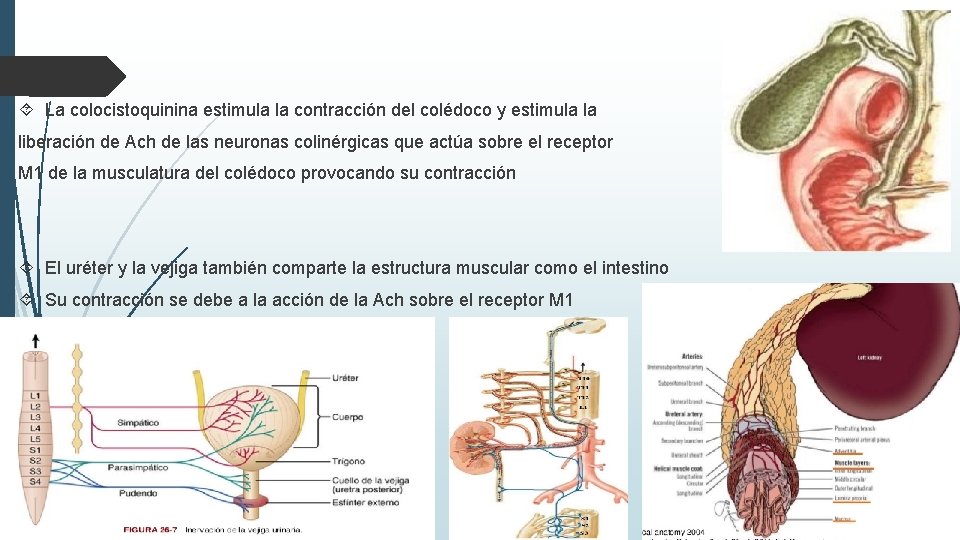 La colocistoquinina estimula la contracción del colédoco y estimula la liberación de Ach La colocistoquinina estimula la contracción del colédoco y estimula la liberación de Ach