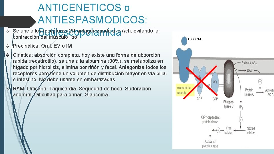 ANTICENETICOS o ANTIESPASMODICOS: Se une a los receptores M 1 antagonizando a la Ach,